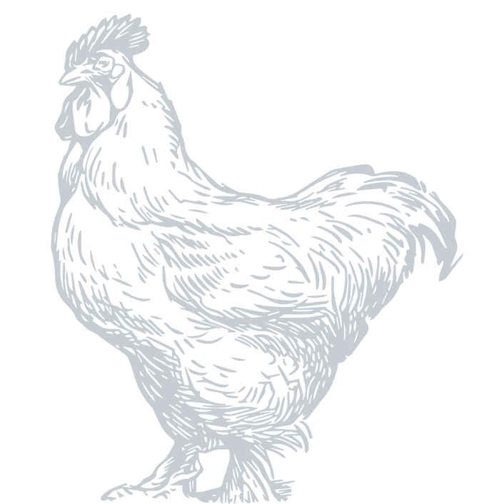 hen-drawing-img