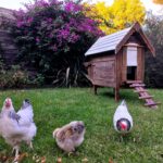 Chicken Coops Australia