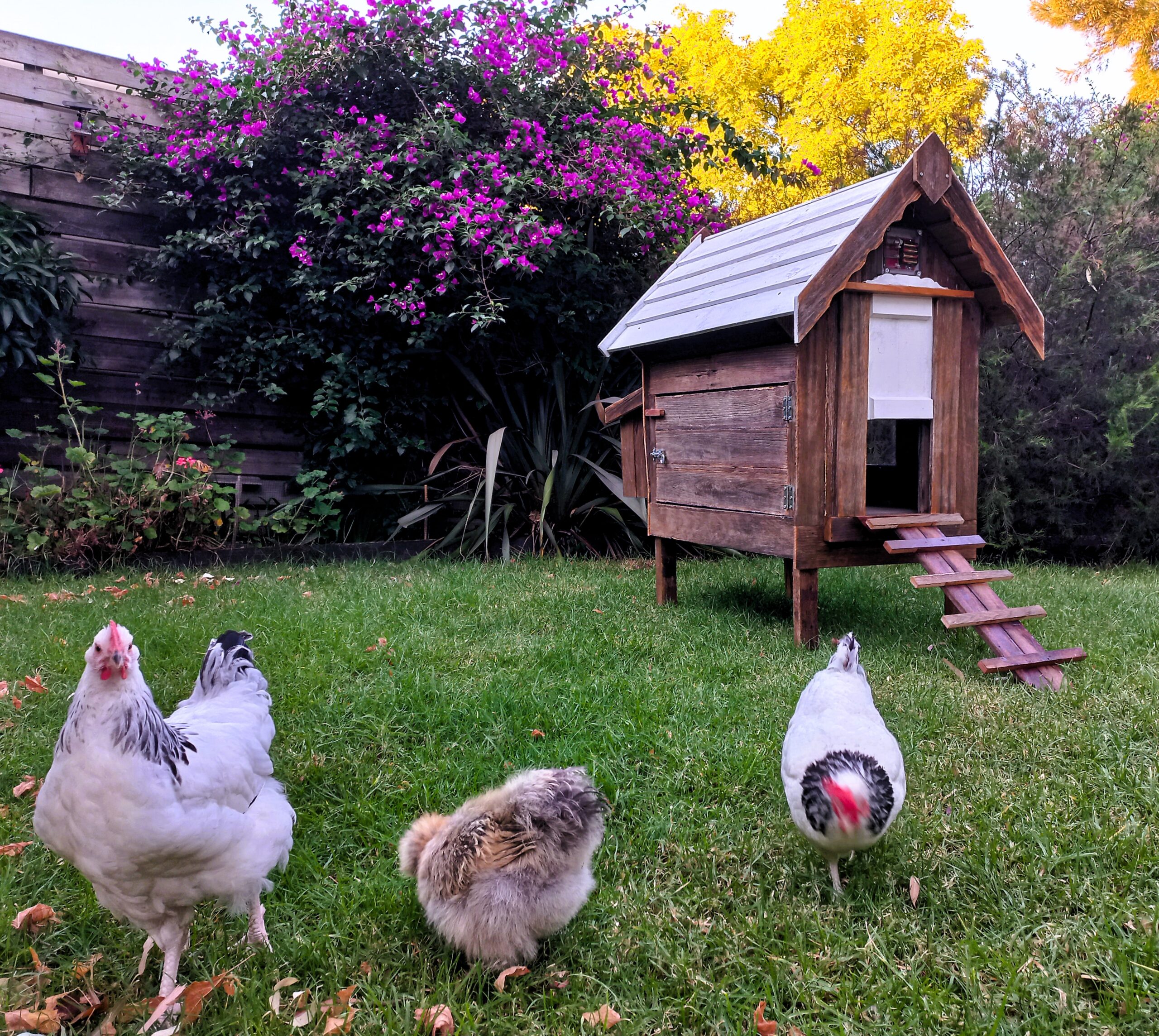 Chicken Coops Australia