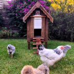 Chicken Coops Australia