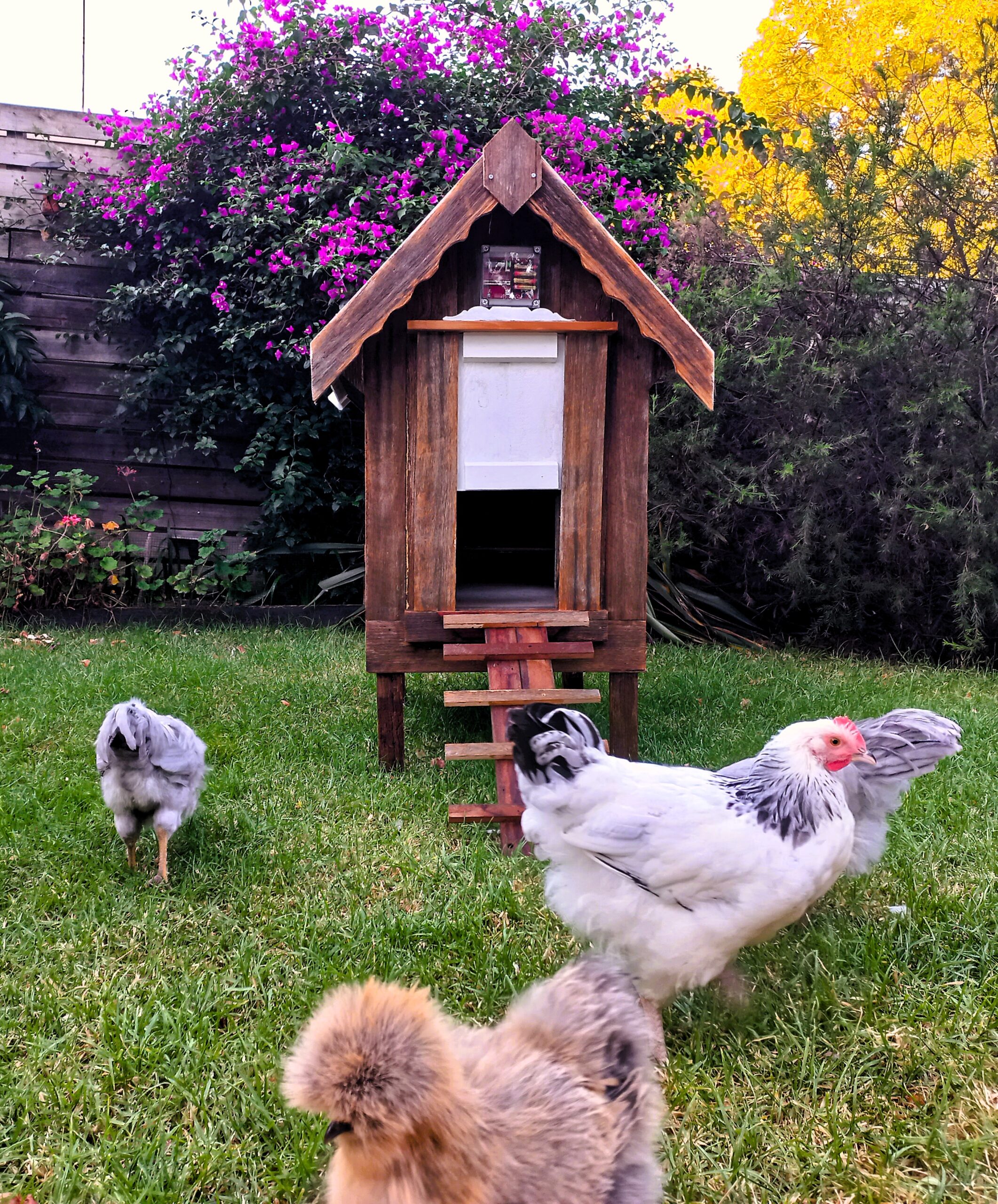 Chicken Coops Australia