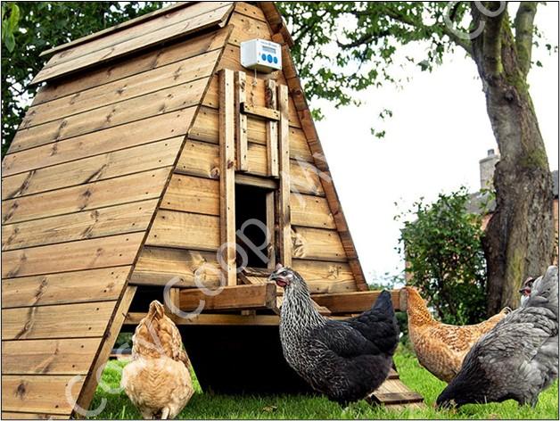 Chicken Coops Australia: What You Need to Know Before Buying