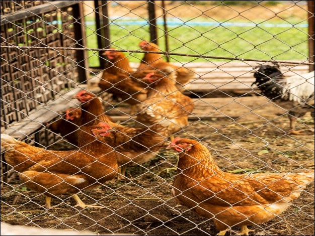 The Ultimate Guide to Chicken Coop Fences in Melbourne