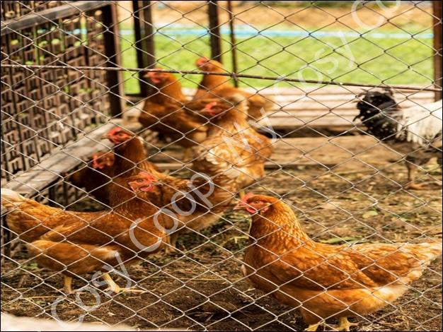 The Ultimate Guide to Chicken Coop Fences in Melbourne