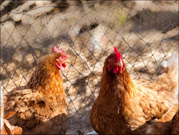 Chicken Coop Fences in Melbourne