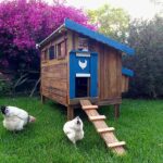 Chicken Coop and Run