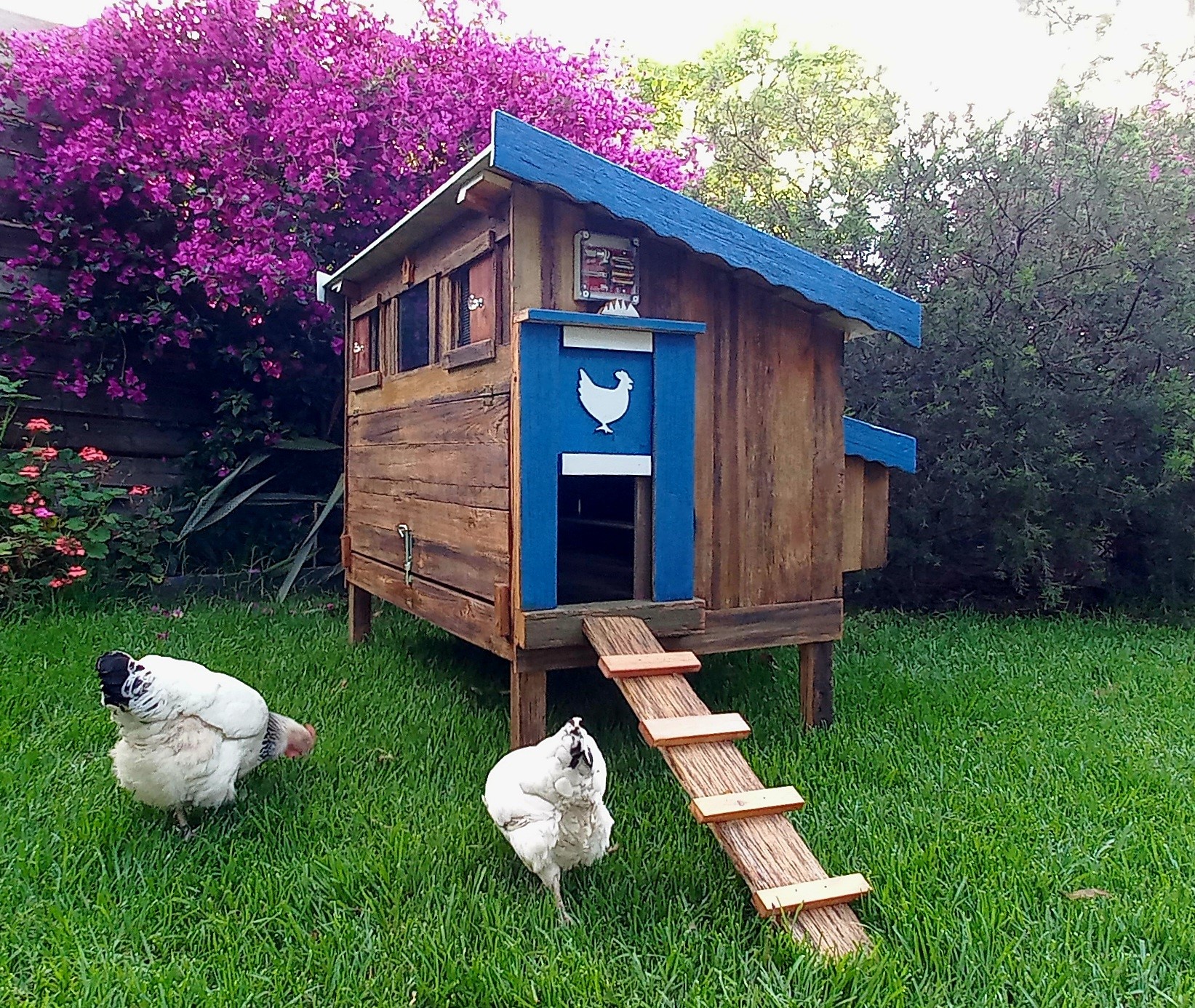 Chicken Coop and Run