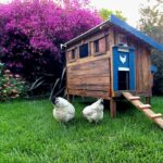 Chicken Coop and Run