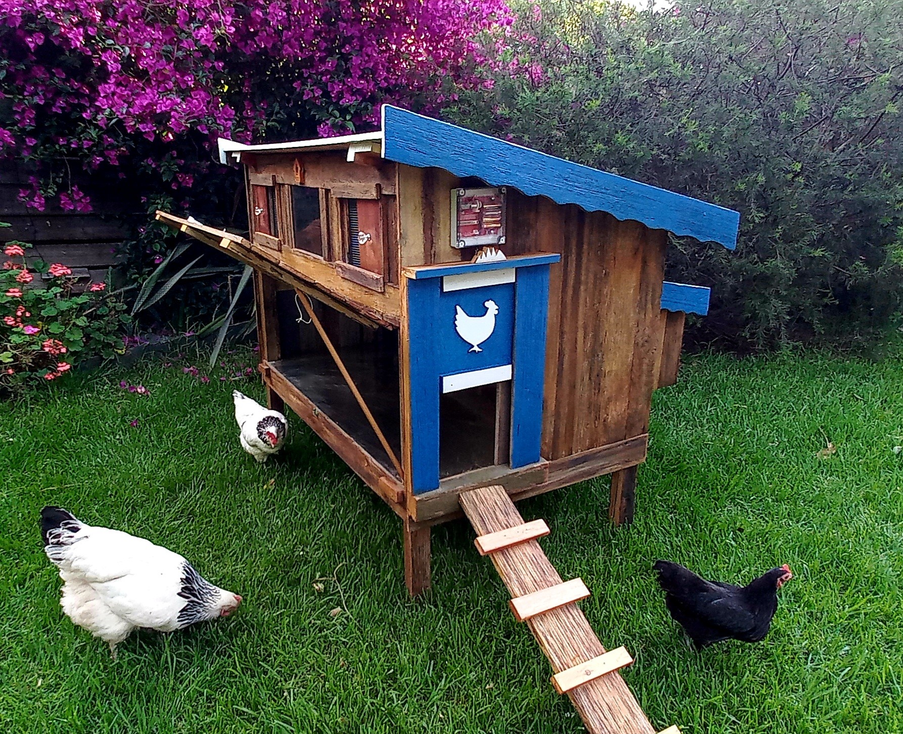 Chicken Coop and Run