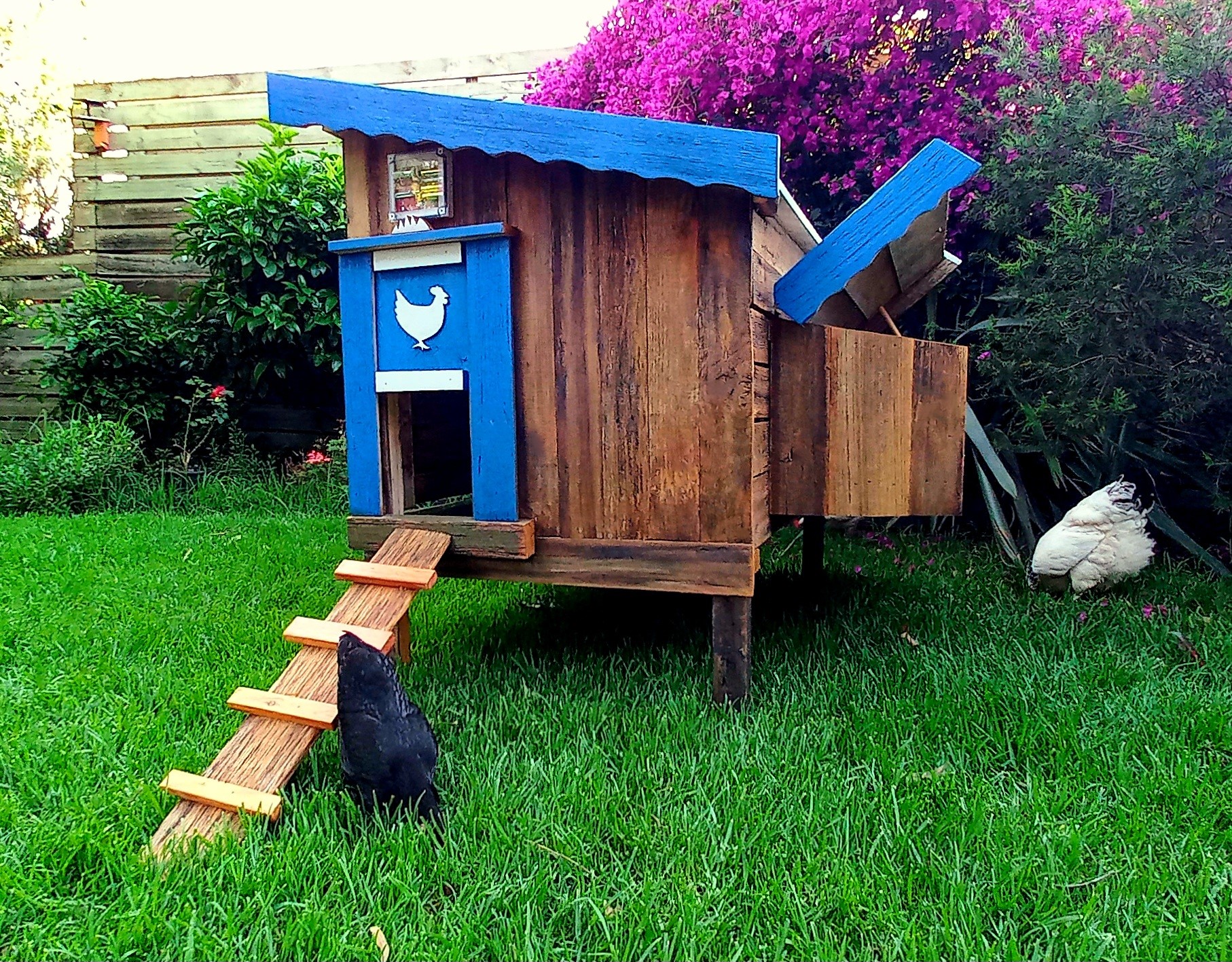 Chicken Coop and Run