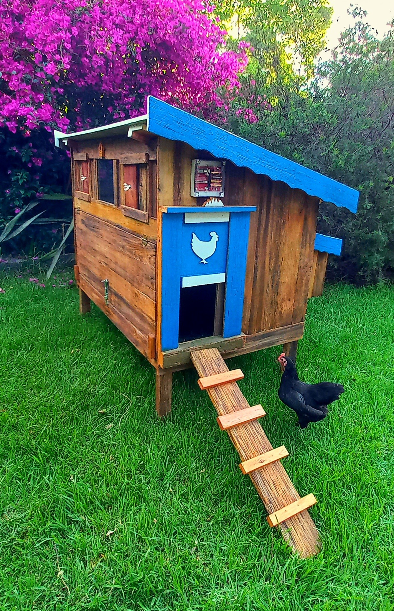 Chicken Coop and Run