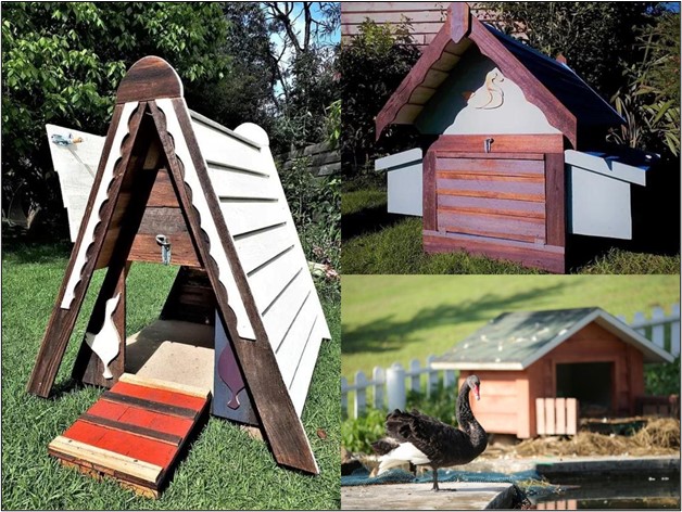 Duck Delight: Discovering the Perfect Home for Your Ducks in Adelaide