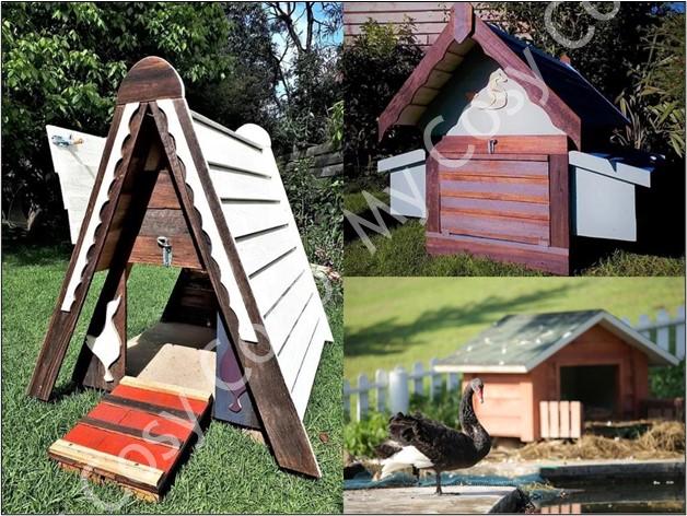 Duck Delight: Discovering the Perfect Home for Your Ducks in Adelaide