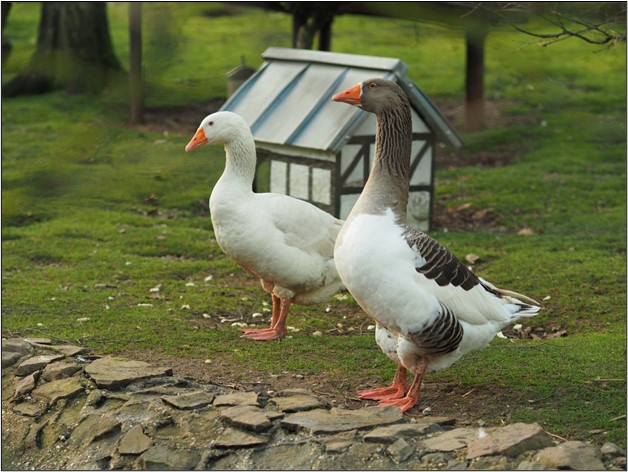 Eco-Conscious Duck Shelters