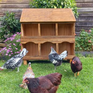 Coop Home